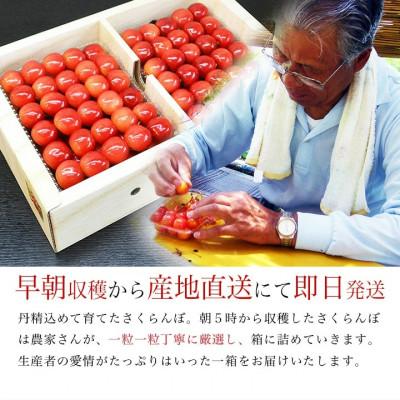 ふるさと納税 山形県 さくらんぼ 紅秀峰(佐藤錦) 大粒2L玉以上 500g×1パック