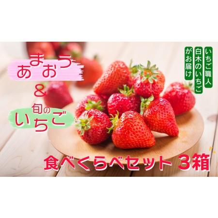 ふるさと納税 いちご職人　白木のいちご 「あまおう化粧箱」1箱と「旬のいちご化粧箱」2箱　3種食べ比べセット 福岡県小郡市