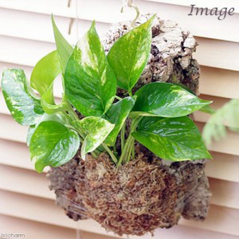 観葉植物 バージンコルクプランツ ポトス 品種おまかせ １個 通販 Lineポイント最大1 0 Get Lineショッピング