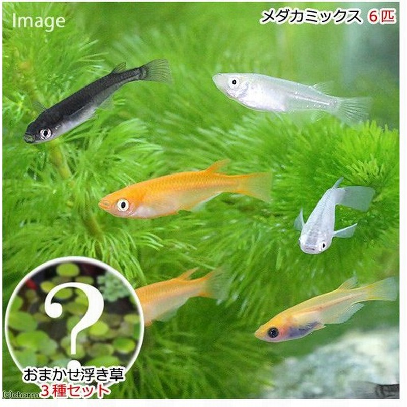 めだか 水草 メダカ初心者セット メダカミックス ６匹 おまかせ浮き草３種セット 無農薬 北海道航空便要保温 通販 Lineポイント最大0 5 Get Lineショッピング