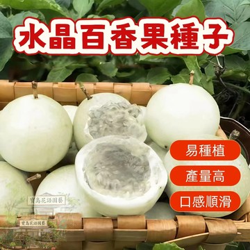 🔥水晶百香果種子BXG-16西番蓮種子 時計果、雞蛋果Passion Fruit多汁可口,果實飽滿薄皮四季盆栽水果種子