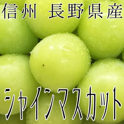 信州 長野県産 約1.5kg　種なしぶどう