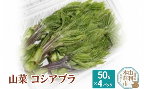 山菜 コシアブラ 50g×4パック （発送は4月～5月頃）