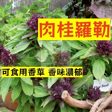 🌱可食用香草 肉桂羅勒種子 清香 西餐香料 淨化空氣 盆栽 香料 食用調味香料 香草綠植 羅勒葉