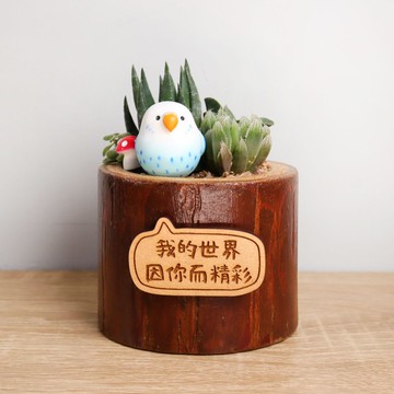 藍虎皮鸚鵡-多肉植物盆栽(附字牌)生日離職升職兒童情人朋友禮物