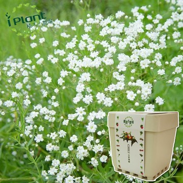 【心安購物】iPlant積木盆栽-滿天星