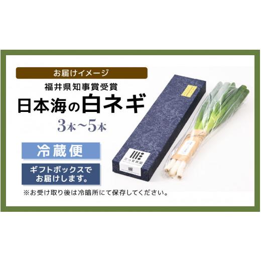 ふるさと納税 福井県 坂井市 福井県知事賞受賞！日本海の白ネギ（ギフト箱） 3本〜5本  [A-…