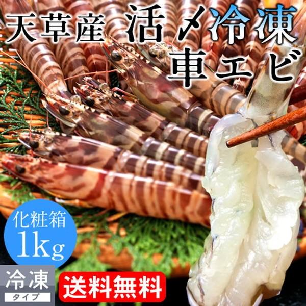 えび 車海老 お刺身用 活〆冷凍 車えび ML 1kg[30-44尾] 熊本県天草 大矢野島 高級クルマエビ 生きたまま 生 急速冷凍［お歳暮 2023 ギフト 御歳暮］