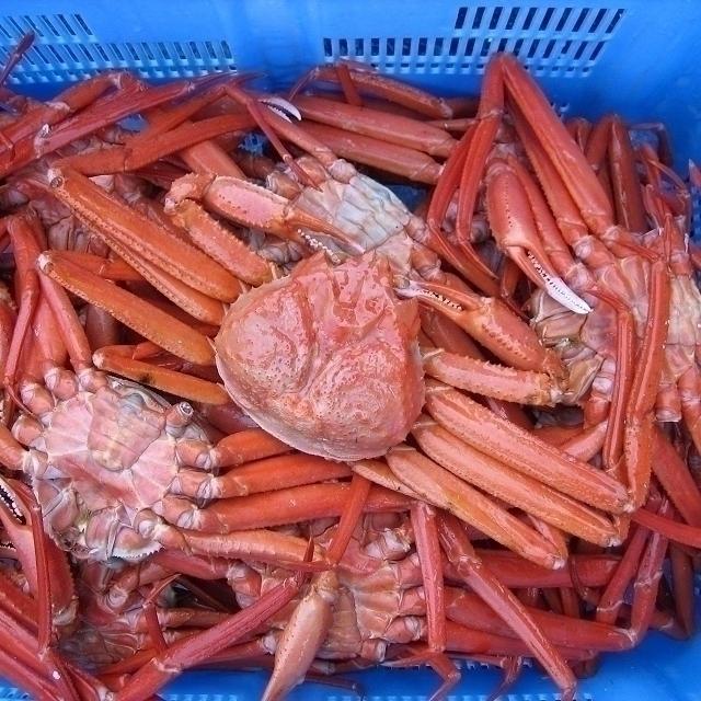 名人の浜茹で蟹　L-5kg　釜揚げ直送!!　(紅ずわい蟹)