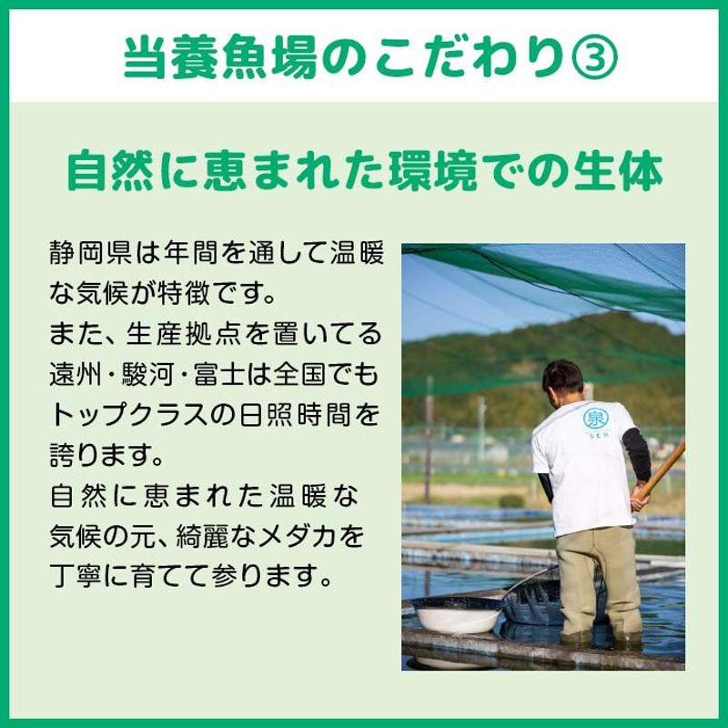 墨武 ボブ 若魚 雄雌5ペア メダカ めだか 黒百式 黒衣 ブラックメタル サバ 鯖の極み 燐光 累代 体外光 生体 観賞魚 人気品種 ビオトープ  (E) | LINEブランドカタログ