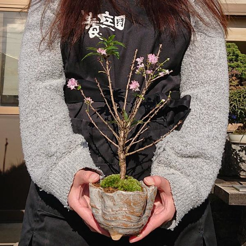 老舗ミニ最高峰五つ星お花5点美品 約8gx5計42g超得！ ミニ桜のつぼ鉢｜盆栽妙 – 盆栽妙 本店