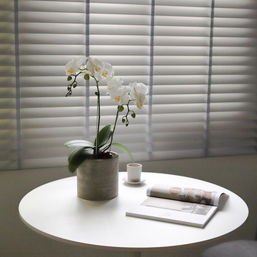 【蘭花盆栽】珍珠白蝴蝶蘭盆栽 開幕送禮 升遷送禮 過年送禮 喬遷