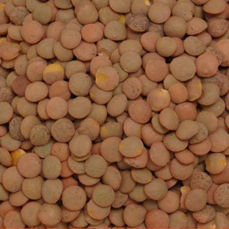 世界のお豆アメリカ産 レンズ豆 (皮付き) ブラウン 10kg