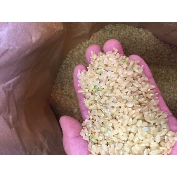 令和５年産 山形県産 特別栽培米 つや姫　(玄米) 5kg　精米無料