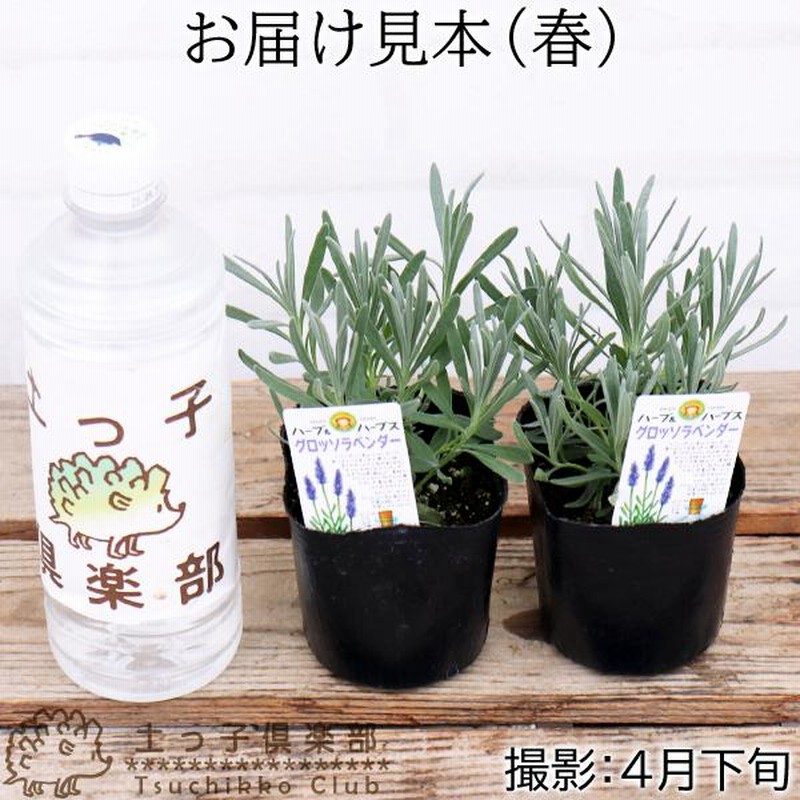 ラベンダー グロッソ 2個セット 9cmポット苗 シルバーリーフ 通販 Lineポイント最大0 5 Get Lineショッピング