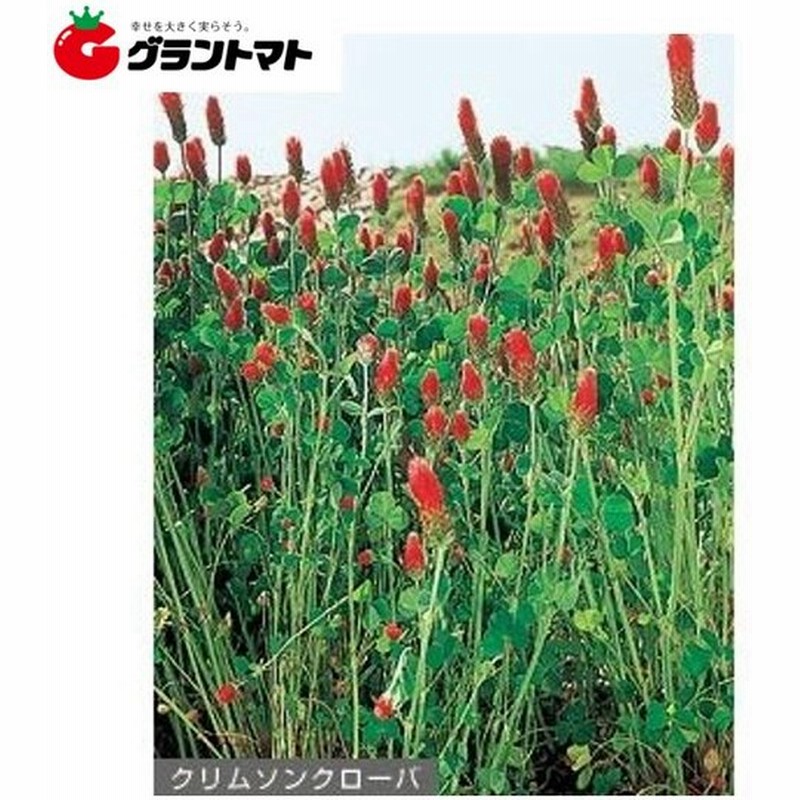 クリムソンクローバー 500g クローバー種子 取寄商品 ゆうパケット可 通販 Lineポイント最大0 5 Get Lineショッピング