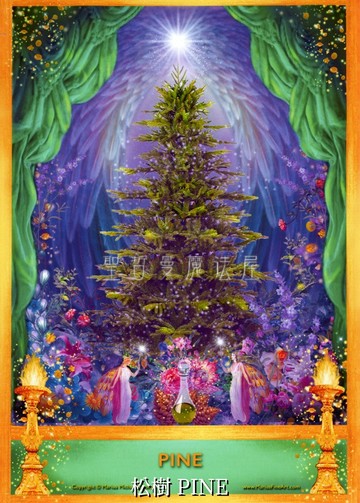 松樹 PINE【5*7吋美國進口正版作品】精靈天使精油神諭卡 - 精油天使系列畫