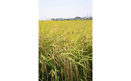 静岡コシヒカリ 玄米 10kg　菊川市産