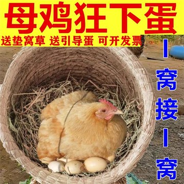 雞窩下蛋窩草編母雞過冬保暖稻草巢蘆鸚鵡雞窩搭建戶外下蛋草窩