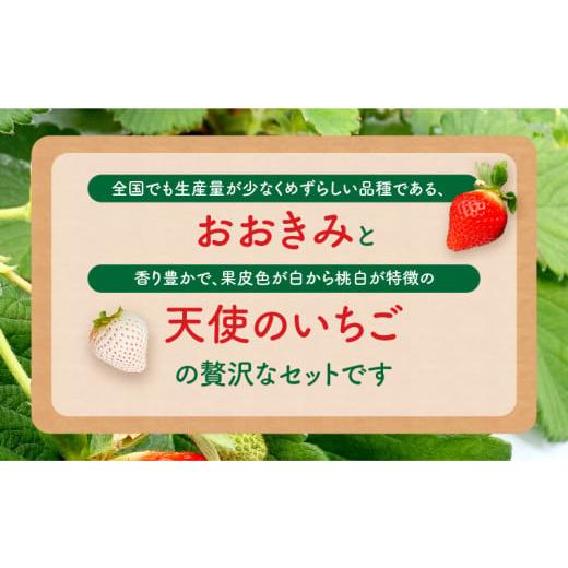 ふるさと納税 宮崎県 宮崎市 期間・数量限定 宮崎県産 イチゴ 幸せの紅白いちごセット おおきみ天使のいちご 1パック(約360g以上:12粒〜15粒程度)_M260-0…