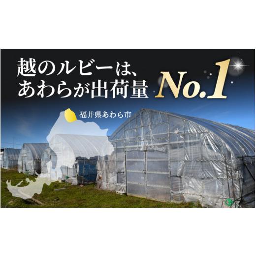 ふるさと納税 福井県 あわら市 高糖度 ミディトマト 越のルビー 約2kg 10パック（50〜70個入）／ 福井県産ブランドトマト 農家直送 有機肥料 低農…