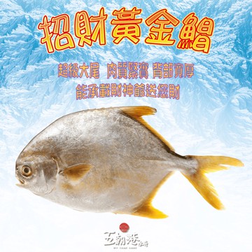 【五朝港水產】招財黃金鯧/紅杉魚 已三去(400~500克/尾)