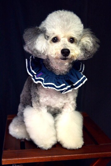 寵物荷葉邊領-藍流蘇BU (XS/S/M/L)