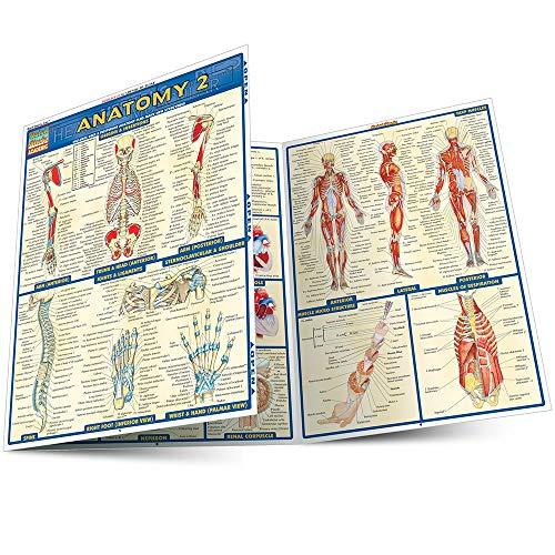 Anatomy (Quick Study Academic)