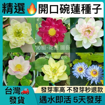 台灣出貨💥熱銷💥【精選開口碗蓮種子】睡蓮 荷花 蓮花種子 水培盆栽植物 發芽率高達99% 治愈系花卉 四季種植 睡蓮種子