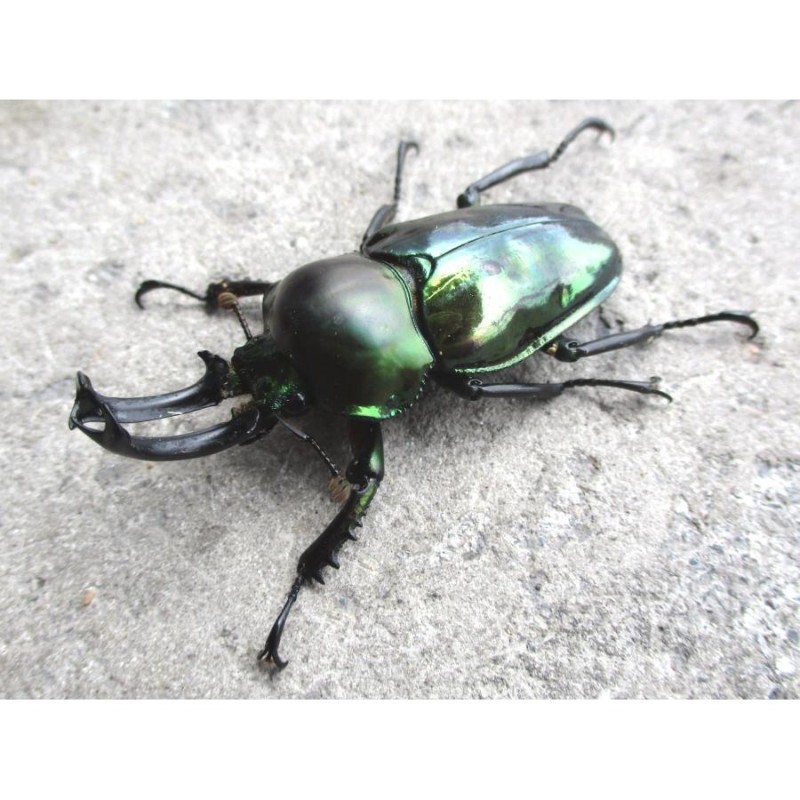 ニジイロ ♂65mm単品 ニジイロクワガタ 虹色