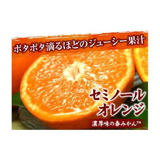 ふるさと納税 和歌山県 太地町 セミノールオレンジ 約6kg／サイズおまかせ　※2024年4月中旬〜5月下旬頃に順次発送予定(お届け日指定不可)　紀伊国屋文左衛門…