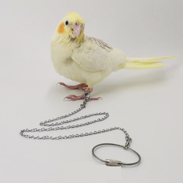 鳥腳鏈 304不銹鋼鸚鵡腳鏈鳥鏈子活扣高級超輕防脫扣腳環玄鳳牡丹鸚鵡『XY11640』