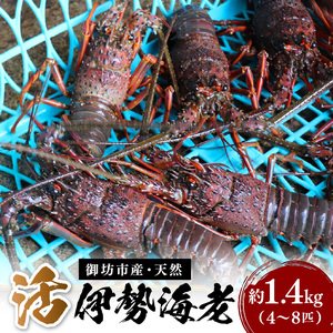 天然活伊勢海老 約1.4kg(御坊産)《先行予約》