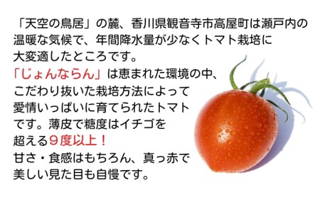 モリヒロ園芸が育てたじょんならんトマトの定期便C　ギフトボックス入り（年間11回）