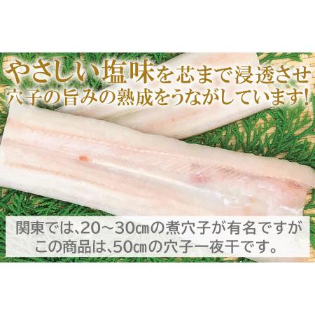 ふるさと納税 特大 あなご一夜干し 1尾  250g 「天女の羽衣」【250g 穴子干物 魚介類 魚 穴子 アナゴ 干物 特大 50cm 無添加 天日塩 新鮮 冷凍 .. 島根県大田市