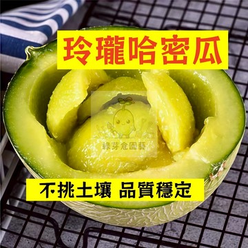 🌱早熟高產 玲瓏哈密瓜種子HMG-15 品質穩定 洋香瓜 蜜瓜 易生長  高產 抗病抗旱易種植 高產爬藤水果種子