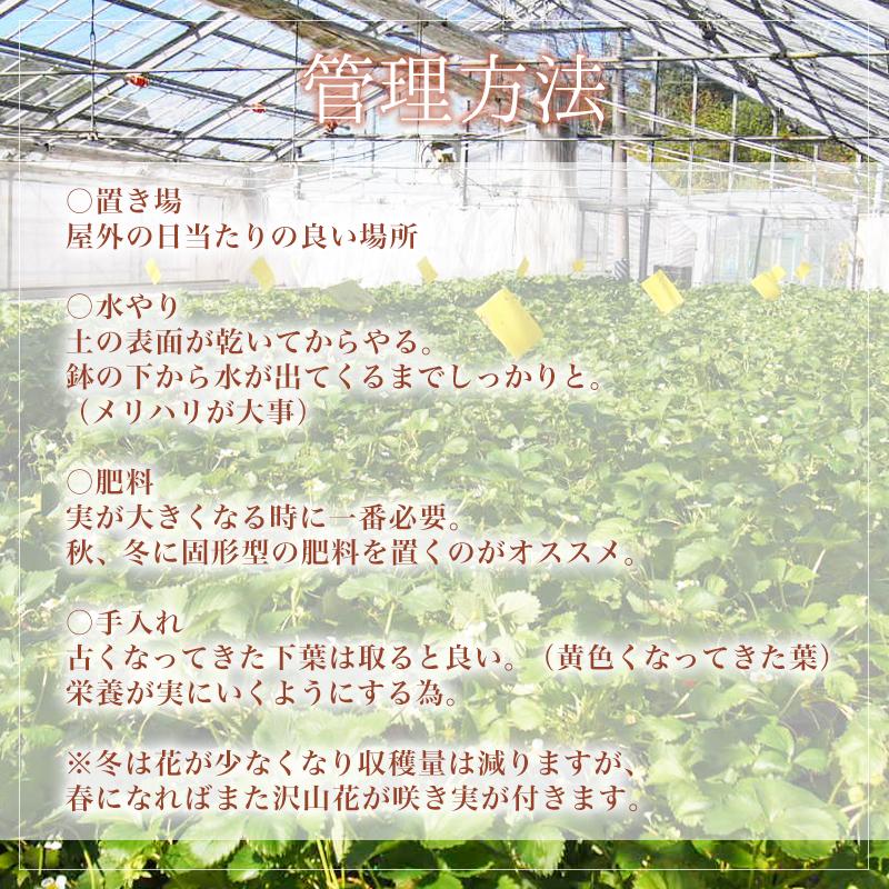 四季なり いちご苗 よつぼし 16cm鉢 6号鉢 四つ星 イチゴ 苺 農家直送 愛知県 果物 産地直送 高糖度 美味しい 大きい 甘い 家庭菜園 イチゴ苗 苺苗 種苗 苗 花 園芸 観葉 植物 ベランダ 自宅 観葉植物