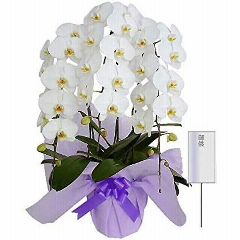 ご注文後に作成を開始 法事に贈る胡蝶蘭 Ipmoment Com