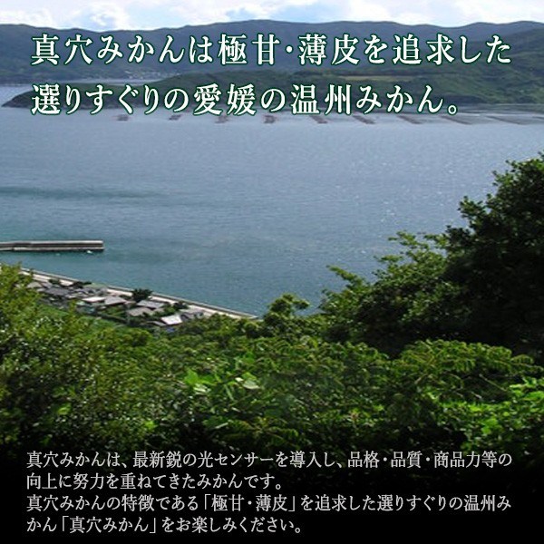 真穴みかん 10kg レギュラー L または Mサイズ にしうわ 御歳暮 真穴共選 一部地域 送料無料