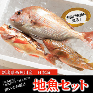 プロが選んだ！魚屋の鮮魚詰め合わせセット（刺身用１種と塩焼・煮付用下処理済各１匹づつ）日本海・能生漁港直送！