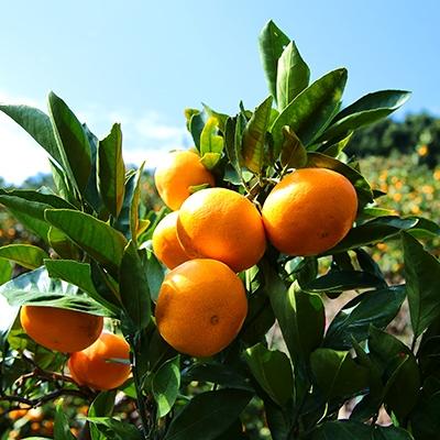 ふるさと納税 湯浅町 高級有田みかん(青秀)10kg