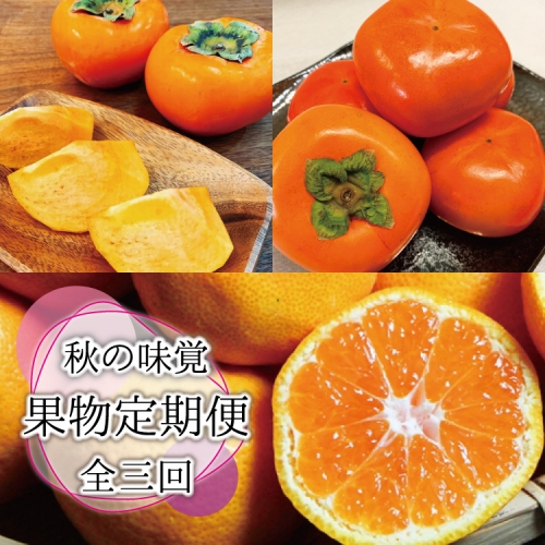 秋の味覚 果物定期便　柿・みかん　旬のフルーツを毎月お届け♪