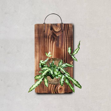 植栽 室內盆栽 植物 白玉鳳尾蕨 上板