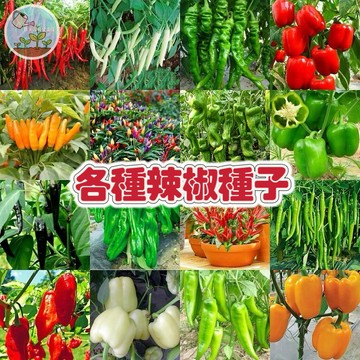 🌶️【辣椒種子大全】雞心椒/朝天椒/糯米椒/彩色甜椒 多款可選 辣度分級 陽台盆栽好種 生吃料理皆宜 新手入門款台灣現貨