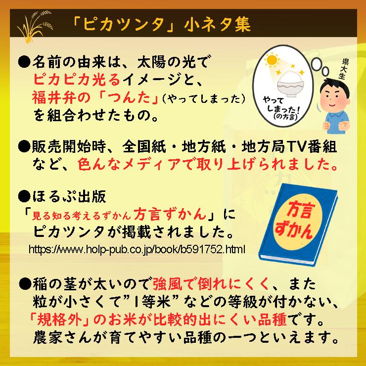 新米 米 10kg 5kg×2袋 ピカツンタ 福井県産 白米 令和5年産 送料無料