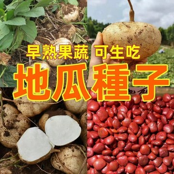 綠色家園|🌱🌱【地瓜種子】水果地瓜 白地瓜 涼薯 涼薯沙薯 四季播種脆甜可生吃 超高產 發芽率高 今年新品種 一元一