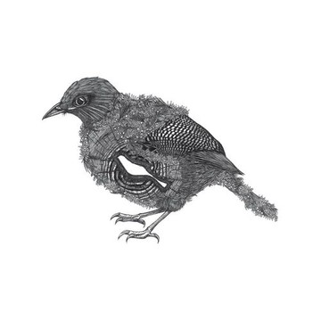 時刻創意｜珍線禽－系列04 紋翼畫眉