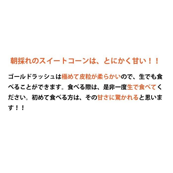 6月下旬より発送朝採れ！宮崎県産スイートコーン ゴールドラッシュ4.5Kg(2Lサイズ約13本)