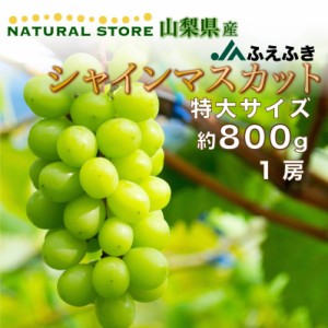 [最短順次発送]  シャインマスカット 特大 800g 1房 山梨県産 笛吹 JAふえふき 夏ギフト 秋ギフト  果実ギフト