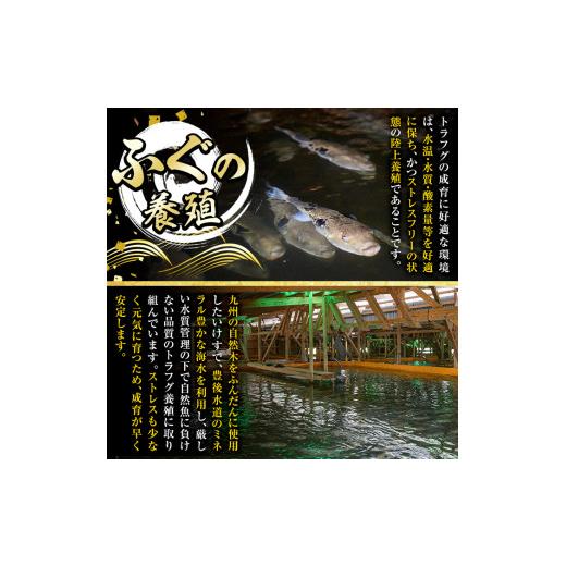 ふるさと納税 大分県 佐伯市 生簀直送 とらふぐ ぽん酢付き 刺し身 セット (刺し身×2皿・ヒレ×10g・皮スライス×60g) 